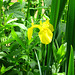 Iris pseudacorus, wild Iris on the Ashby Canal