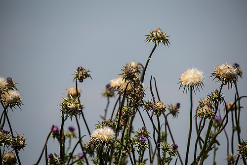 20150524 8146VRTw [F] Distel, Marais du Vigueirat, [Mas-Thibert] Camargue