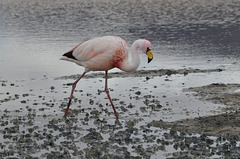 Bolivian Altiplano, Laguna Cañapa, James's Flamingo