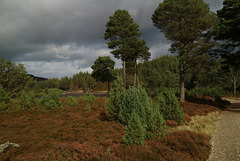 Upper Glen Feshie