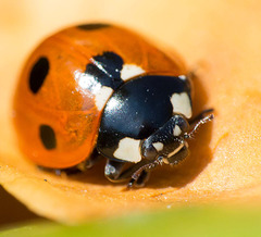 Ladybird (29)
