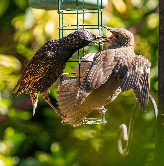 Starlings