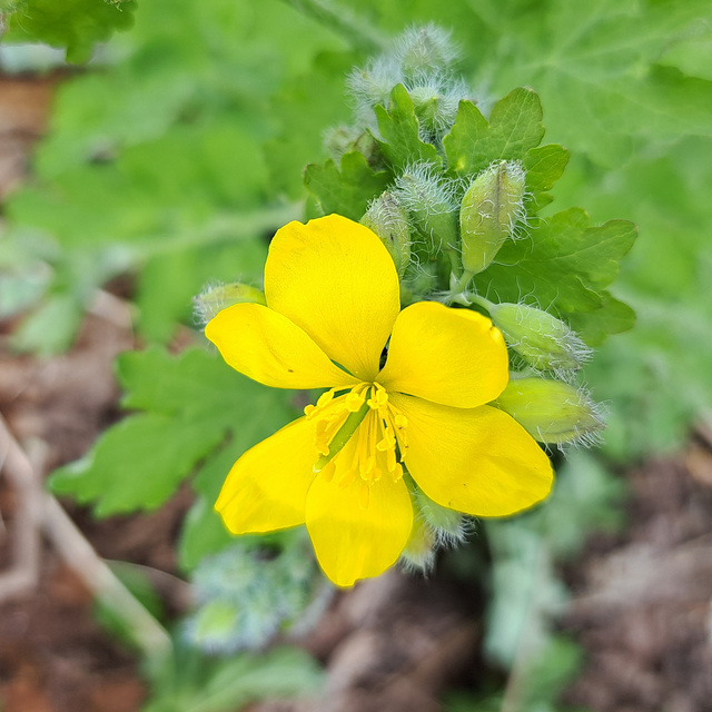 Schöllkraut (Chelidonium majus)