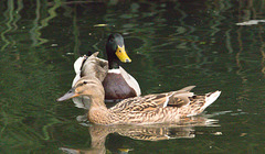 EF7A8705 Mallard Duck