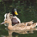 EF7A8705 Mallard Duck
