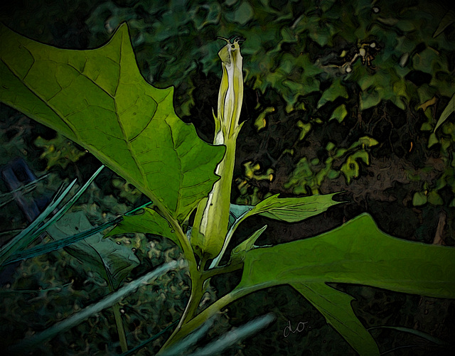 datura 2 b