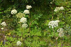 Iceland, Modest Northern Flowers