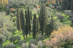 Greece, Kerkyra (Corfu), Autumn Colors in January