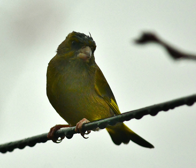 Cold and Wet. Greenfinch