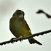 Cold and Wet. Greenfinch
