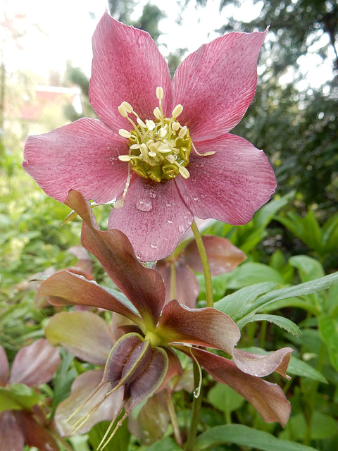 005 Im Mai fruchten die Lenzrosen schon