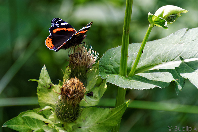 was da so am Wegesrand fleucht ... (© Buelipix)