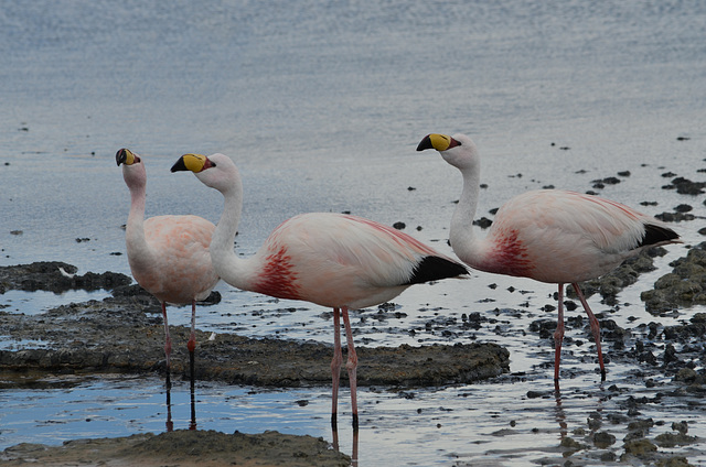Bolivian Altiplano, Laguna Cañapa, James's Flamingos