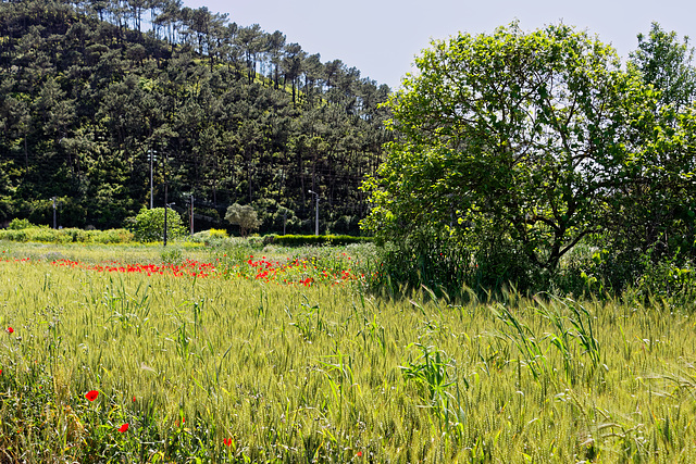 Carvoeira, Mafra, Portugal