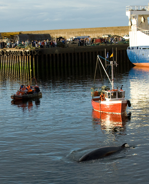 Whale rescue