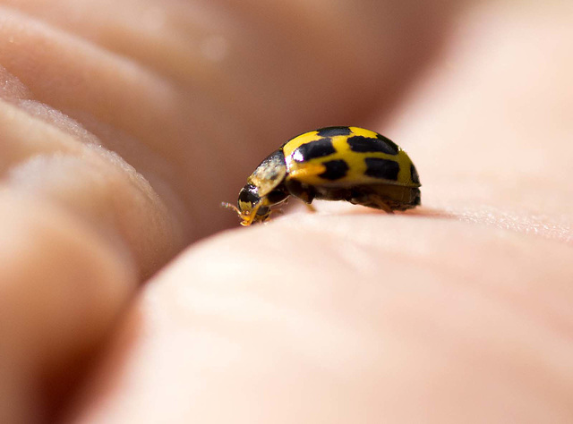 Ladybird (30)