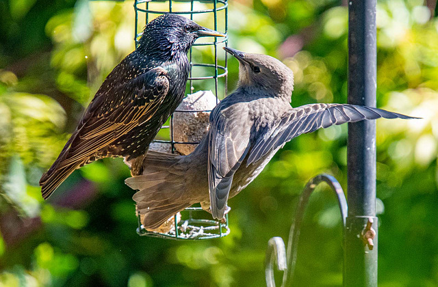 Starlings