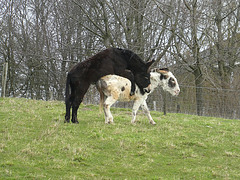 HFF voor iedereen...Vrijdag 26-03-2021