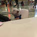 Pinkie qui attend patiemment mon train ….