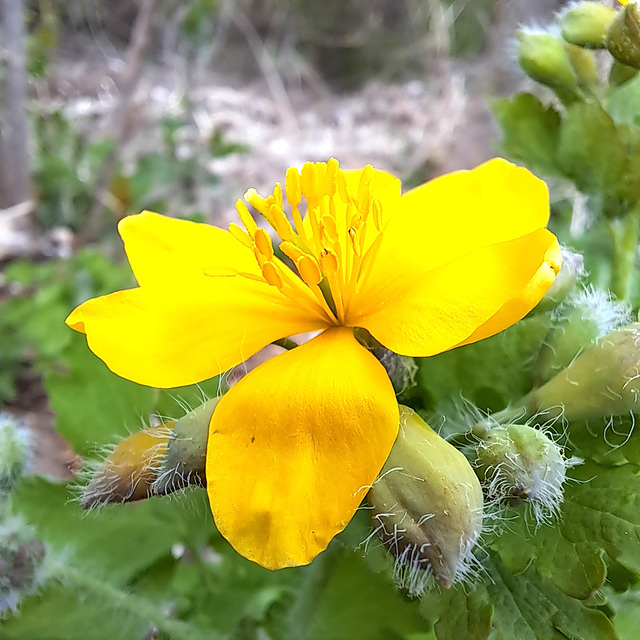 Schöllkraut (Chelidonium majus)