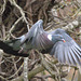 EF7A8708 Pigeon