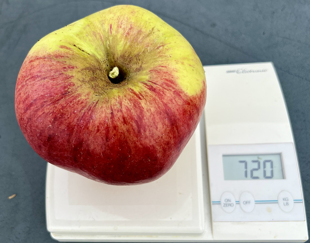 My crop of Howgate Wonders were off to the Juicers this afternoon. These are Britain’s largest apple and make an absolutely superb juice. This year they will produce about 24 750ml bottles - last year