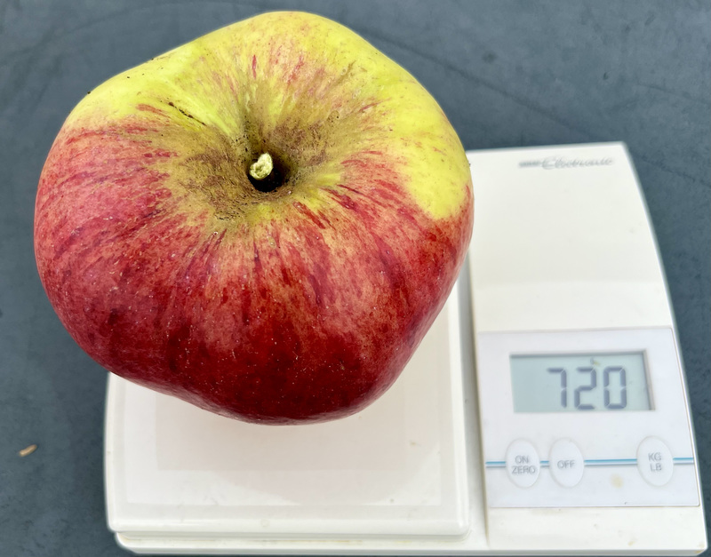 My crop of Howgate Wonders were off to the Juicers this afternoon. These are Britain’s largest apple and make an absolutely superb juice. This year they will produce about 24 750ml bottles - last year was 48… The men who own the local apple orchard an