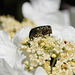 Käfer solo auf Blume