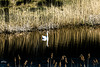 Cisnes en la reserva de Urdaibai, Bizkaia + (2 notas)