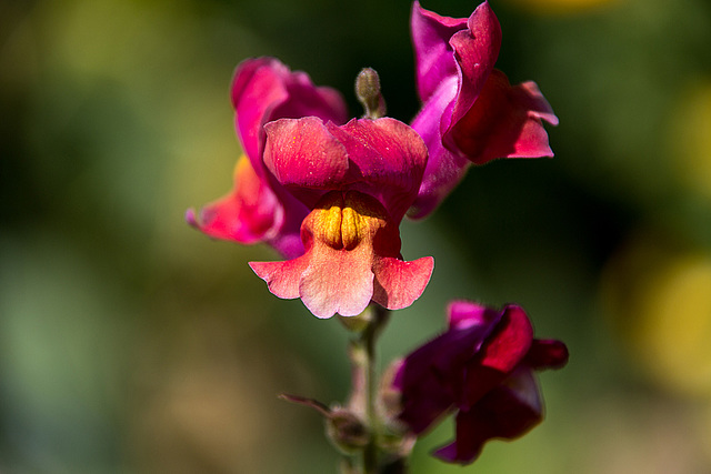 20140719 4299VRAw [D~LIP]  Freilichtmuseum Detmold