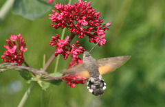 Hummungbird hawk moth (Macroglossum stellatarum) 05