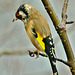 Cold and Wet. Goldfinch