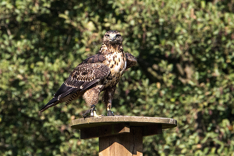 20151010 9242VRAw [D~H] Adler, Wisentgehege, Springe-Deister