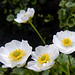 006 Ranunculus alpestris - der Alpenhahnenfuß