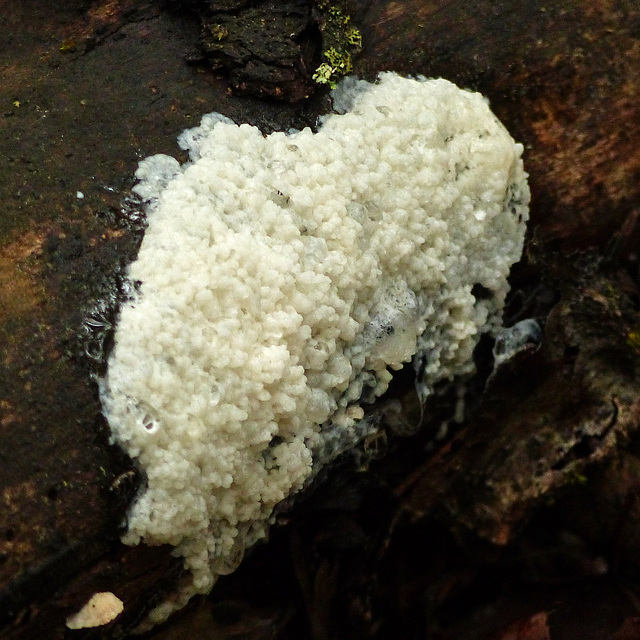 Slime mold