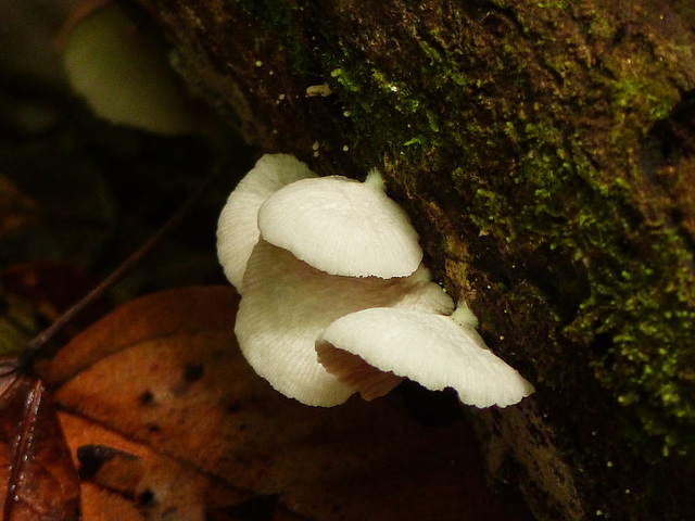 Fungi, Bellbird walk, Day 4