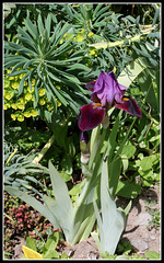 Iris Cameroun (1) Iris Cameroun (1)