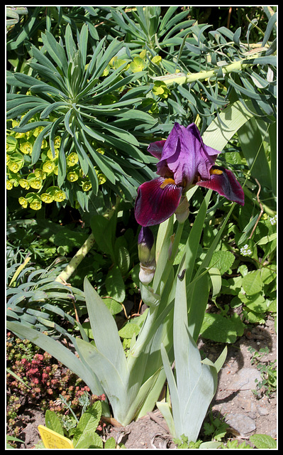 Iris Cameroun (1)