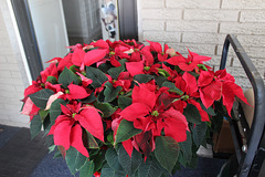 A Floral Delivery from a special Friend~~ large potted Poinsettia !