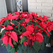 A Floral Delivery from a special Friend~~ large potted Poinsettia !