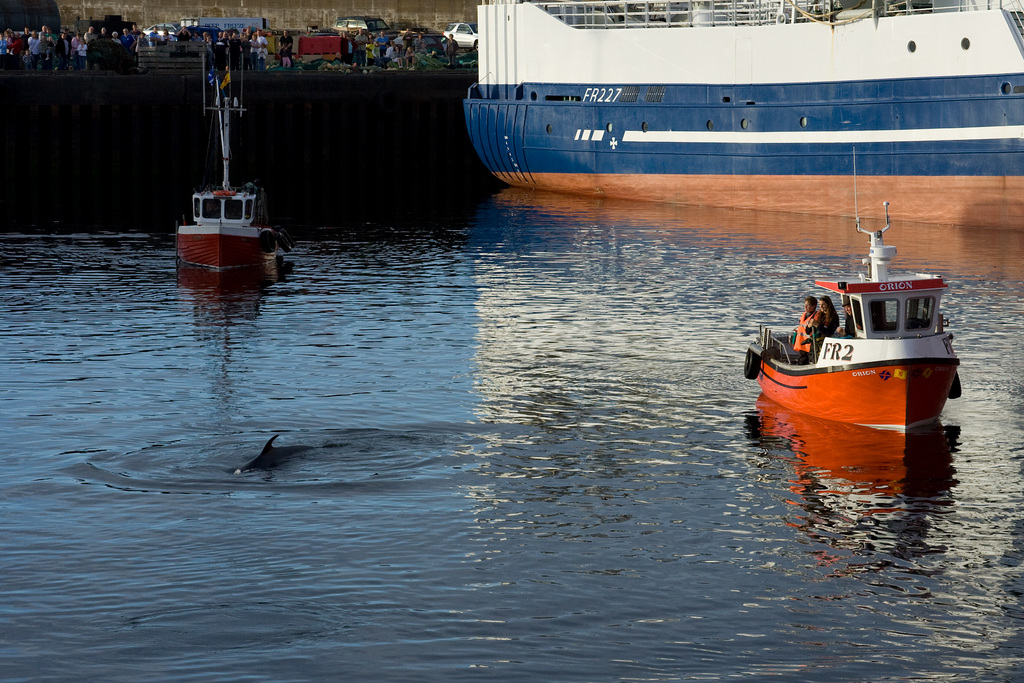 Whale rescue