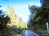 Tree-lined Road.