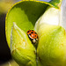 Ladybird (31)