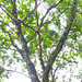 Oak tree dieback