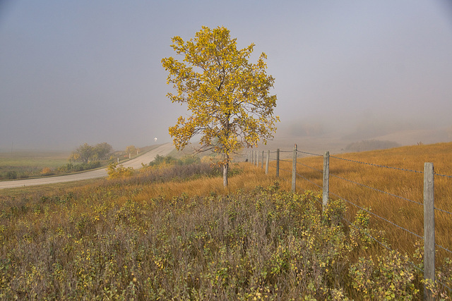 colourful tree by a fence