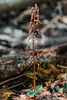 Neottia bifolia (Southern Twayblade orchid)