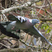 EF7A8709 Pigeon