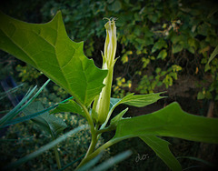 datura 2