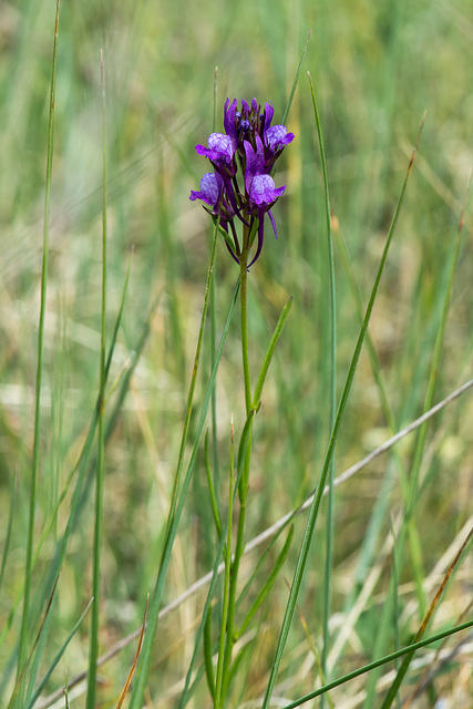 Linaria spec. - 2015-04-22--D4 DSC0419