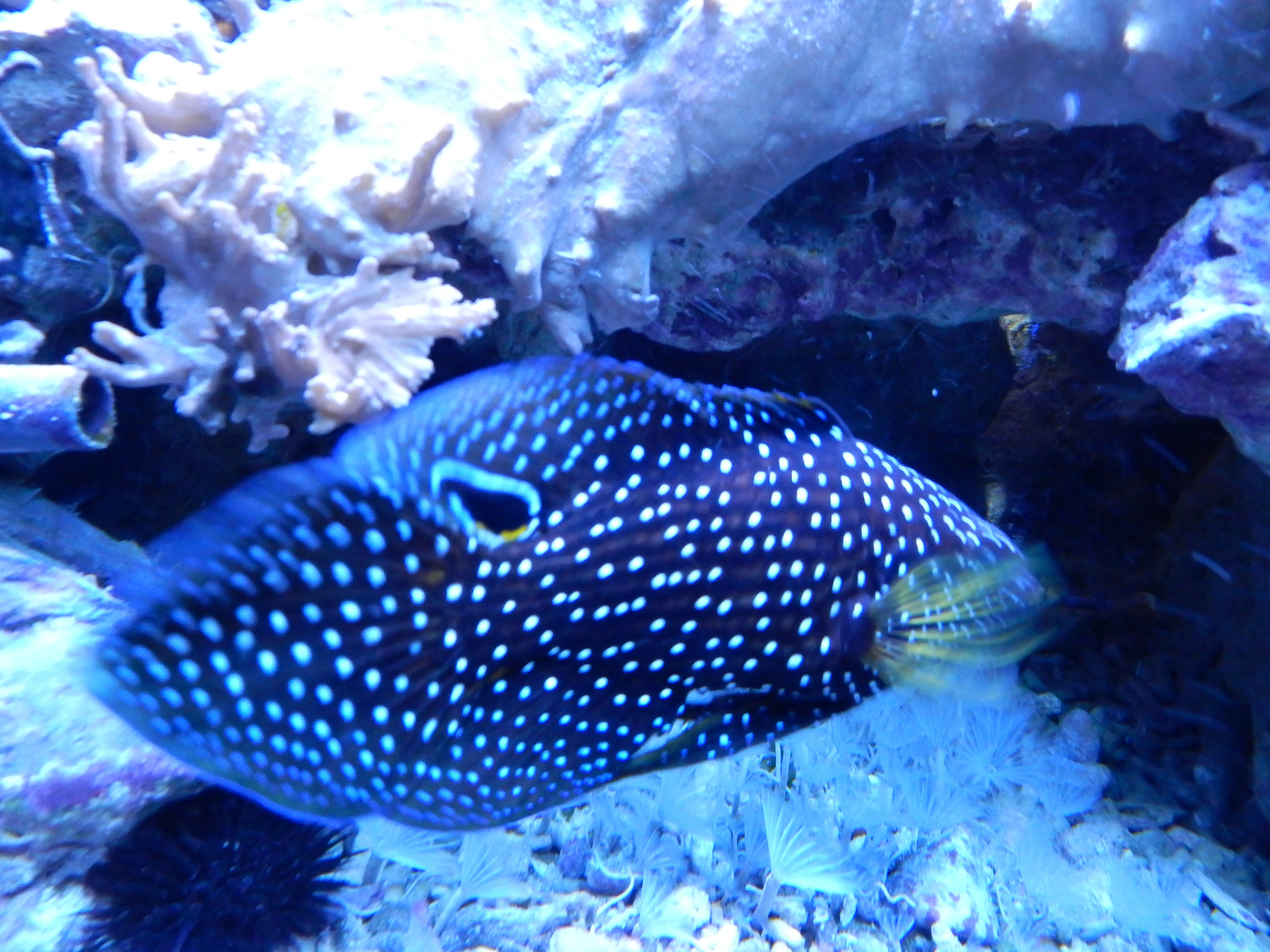 Meeresaquarium Zella-Mehlis